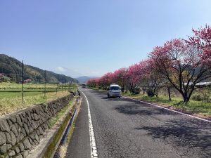 霧島川沿いの桃の花が満開です（4月11日）。